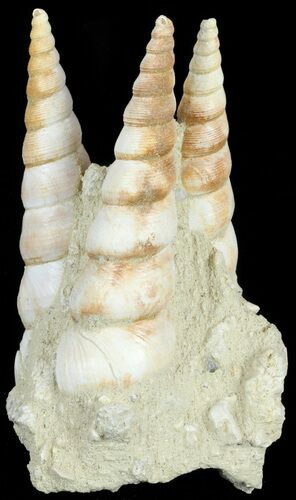 Fossil Gastropod (Haustator) Cluster - Damery, France #62509